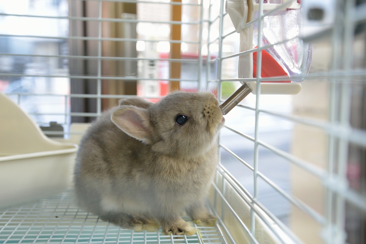 ネザーランドドワーフ No.1202 | うさぎ専門店ラッキーハート