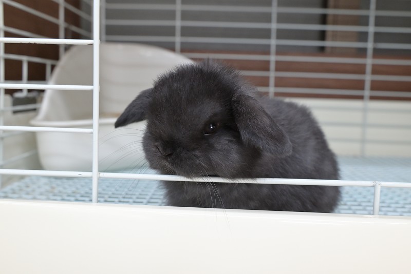 ホーランドロップ No.1366 | うさぎ専門店ラッキーハート- うさぎ専門