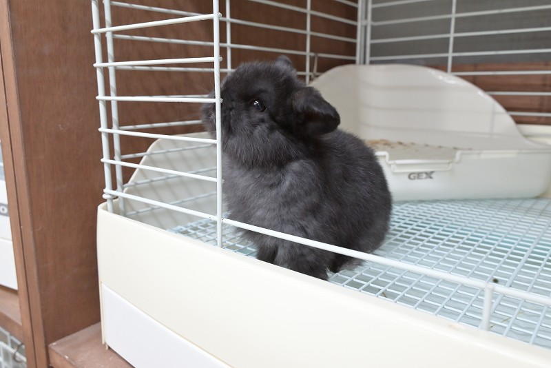 ホーランドロップ No.1366 | うさぎ専門店ラッキーハート- うさぎ専門