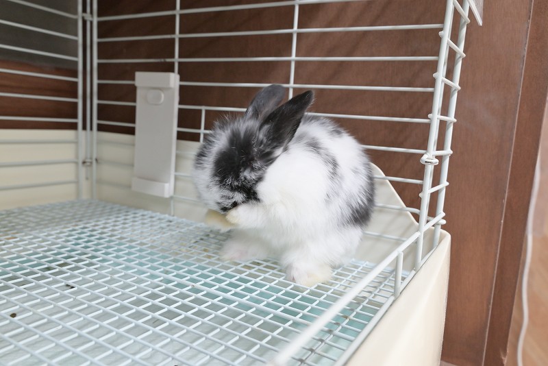 ウサギドロップ うさぎドロップ 新装版 全巻 セット 1〜10巻 宇仁田ゆみ