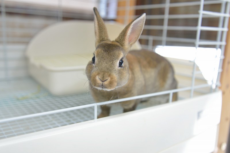 ミニレッキス No.1283 | うさぎ専門店ラッキーハート- うさぎ専門店