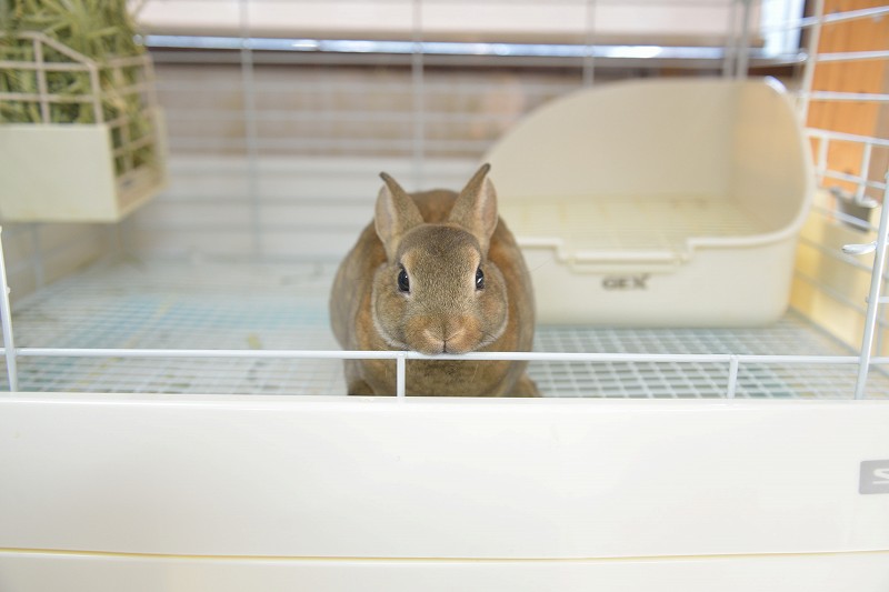 ミニレッキス No.1283