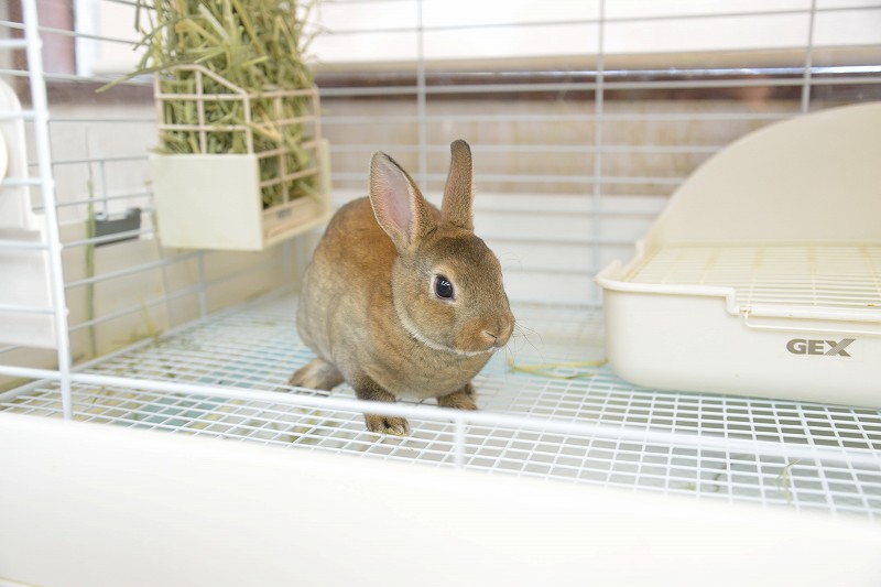 ミニレッキス No.1283