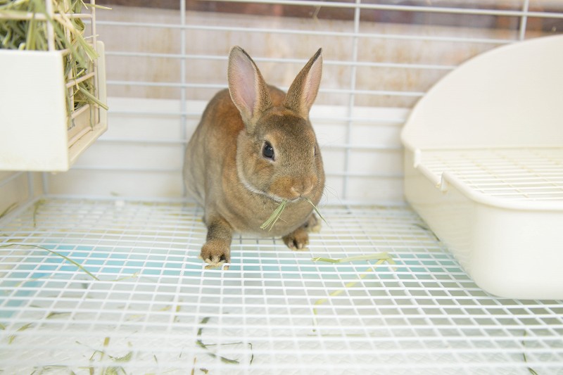 ミニレッキス No.1283