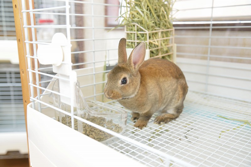 ミニレッキス No.1283