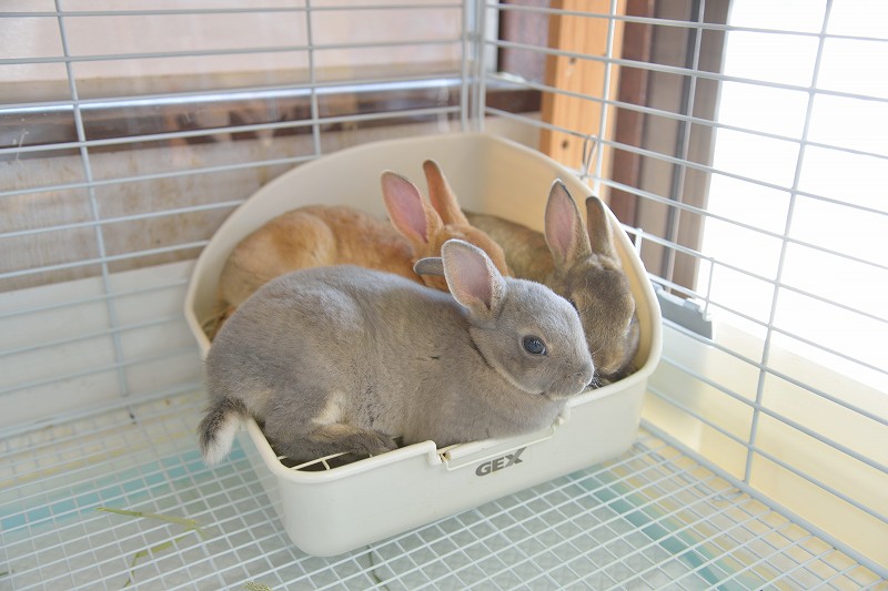 ミニレッキス No.1283