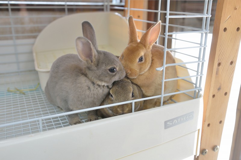 ミニレッキス No.1283