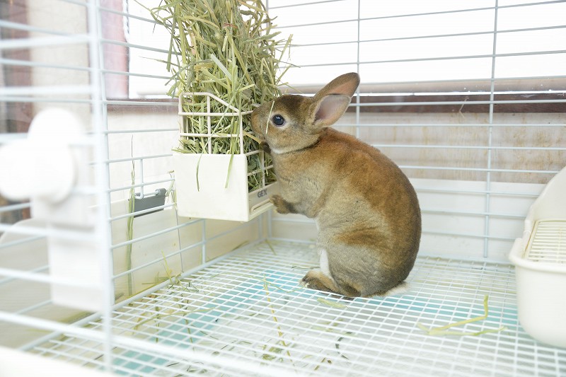 ミニレッキス No.1283