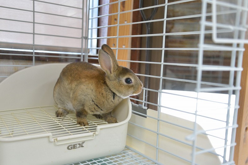 ミニレッキス No.1283