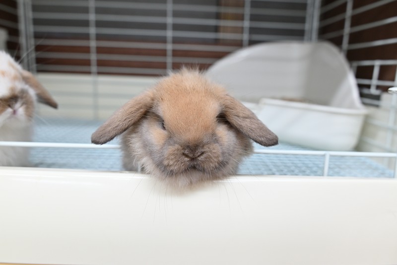 ホーランドロップ No.1370