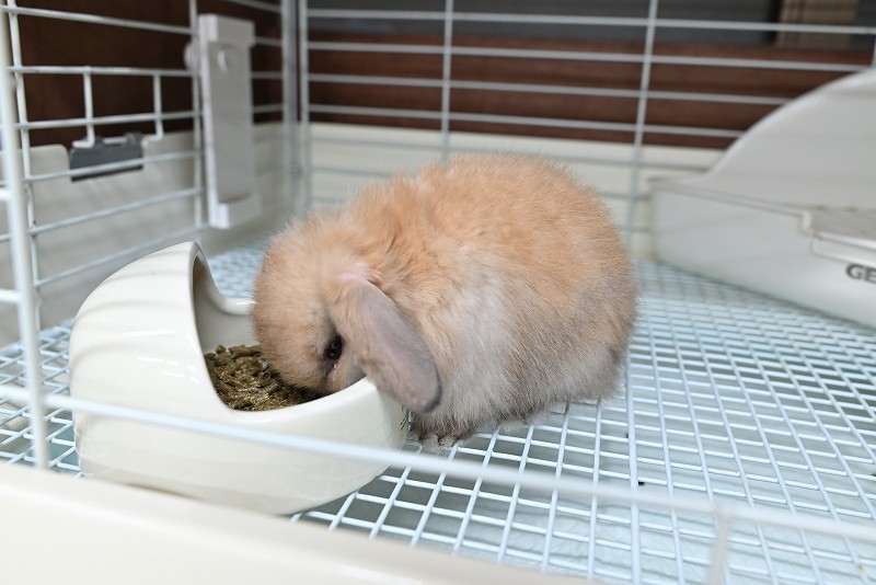 ホーランドロップ No.1370