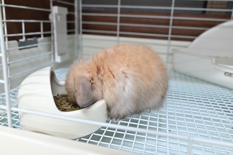 ホーランドロップ No.1370