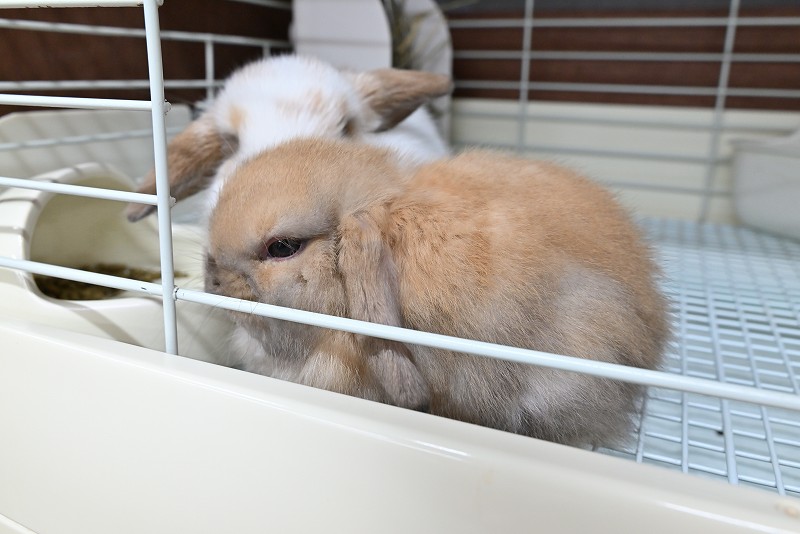 ホーランドロップ No.1370