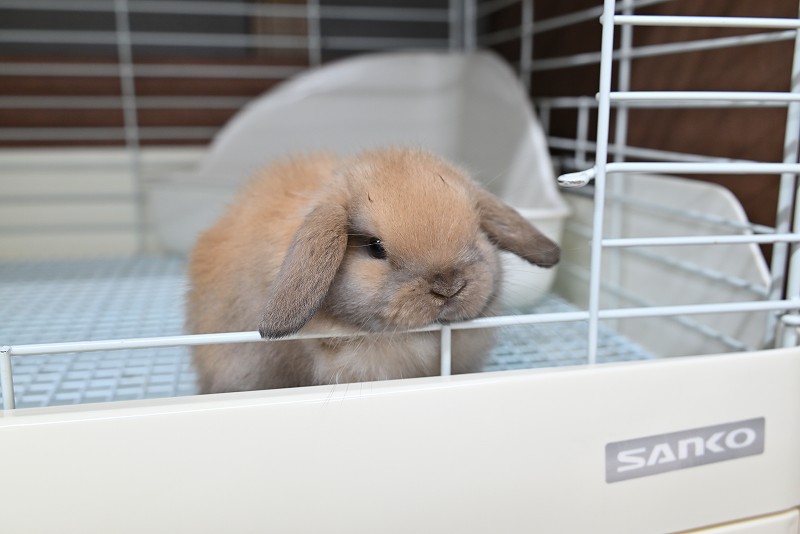 ホーランドロップ No.1370