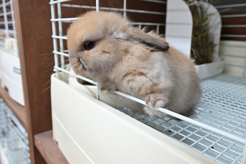 ホーランドロップ No.1370