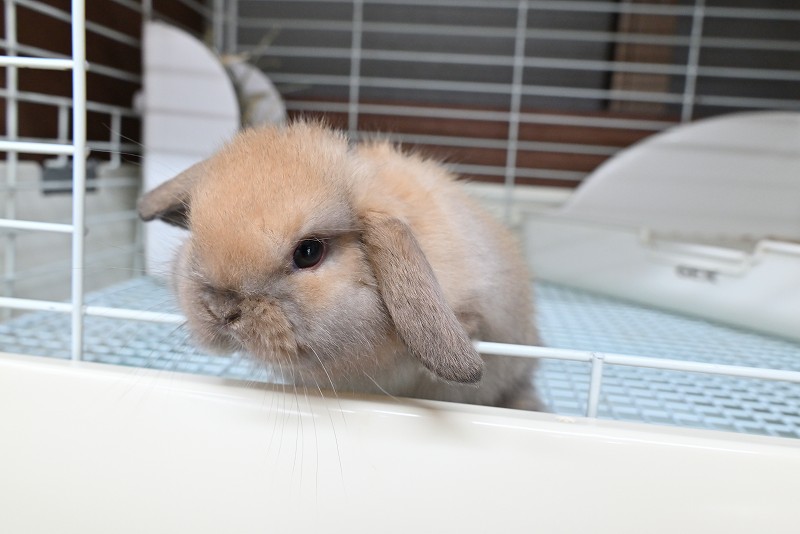 ホーランドロップ No.1370