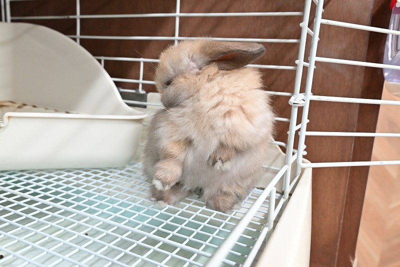 ホーランドロップ No.1370