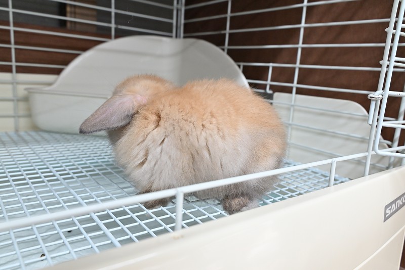 ホーランドロップ No.1370