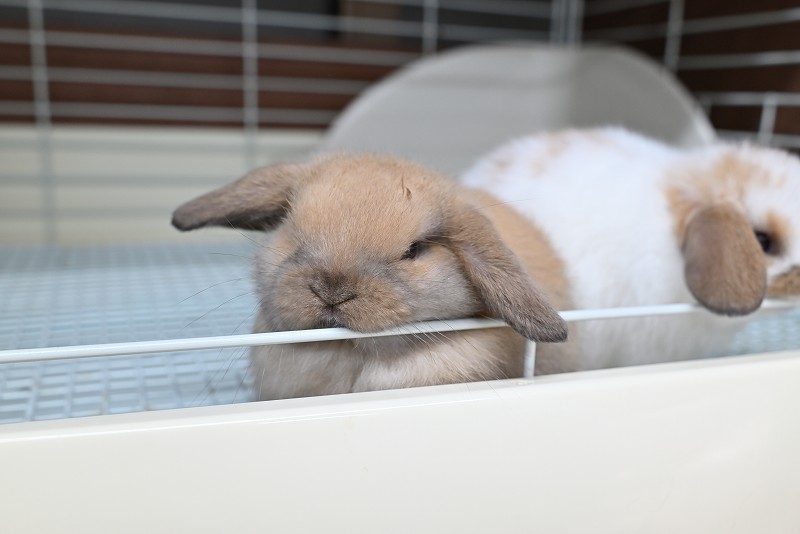 ホーランドロップ No.1370