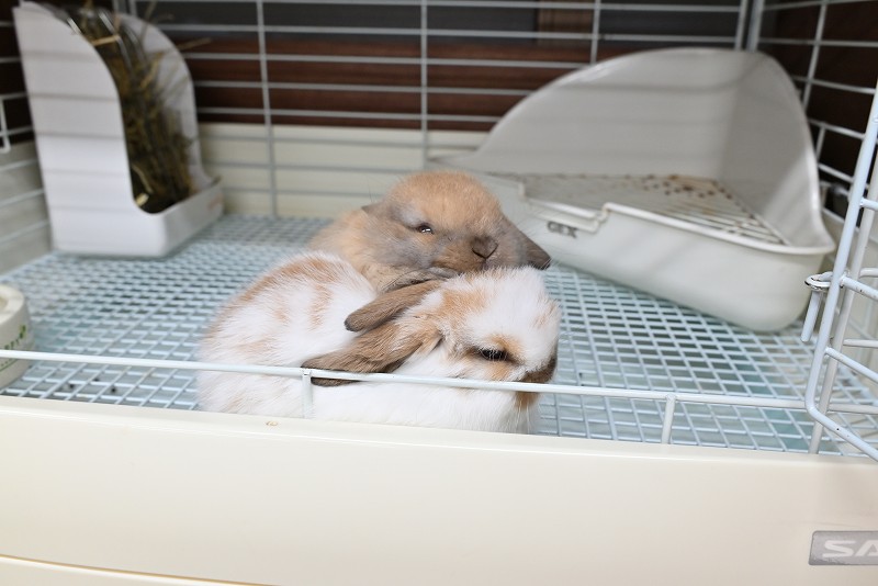 ホーランドロップ No.1370