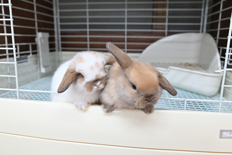 ホーランドロップ No.1370