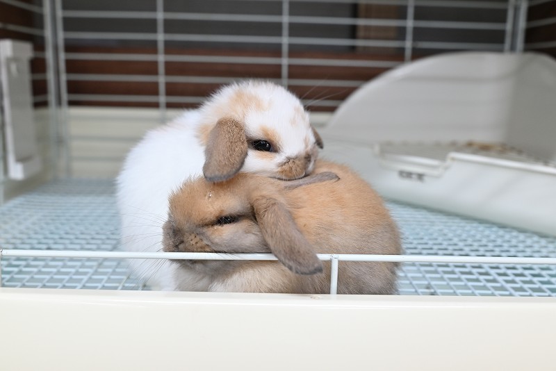 ホーランドロップ No.1370