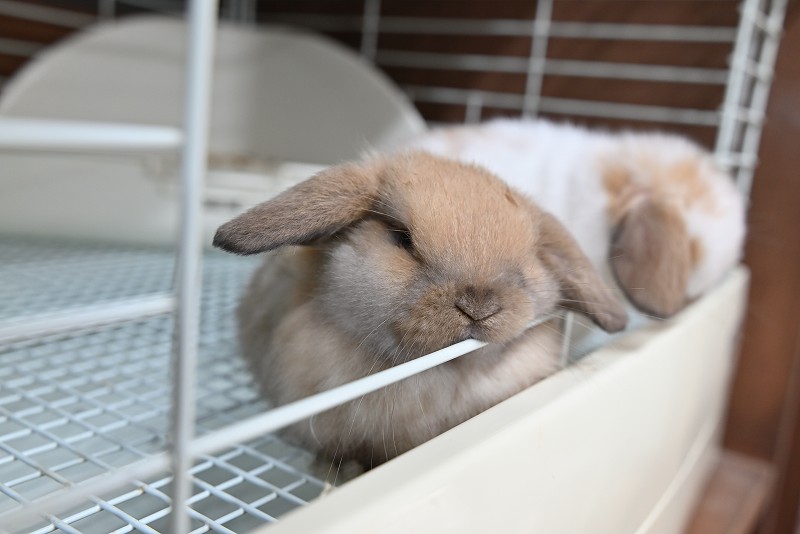 ホーランドロップ No.1370