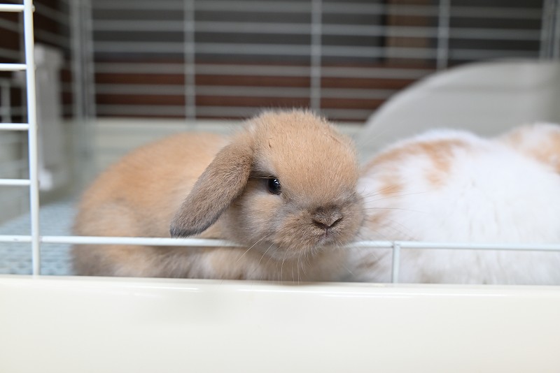 ホーランドロップ No.1370