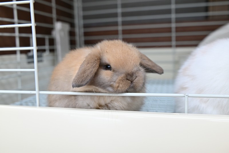 ホーランドロップ No.1370