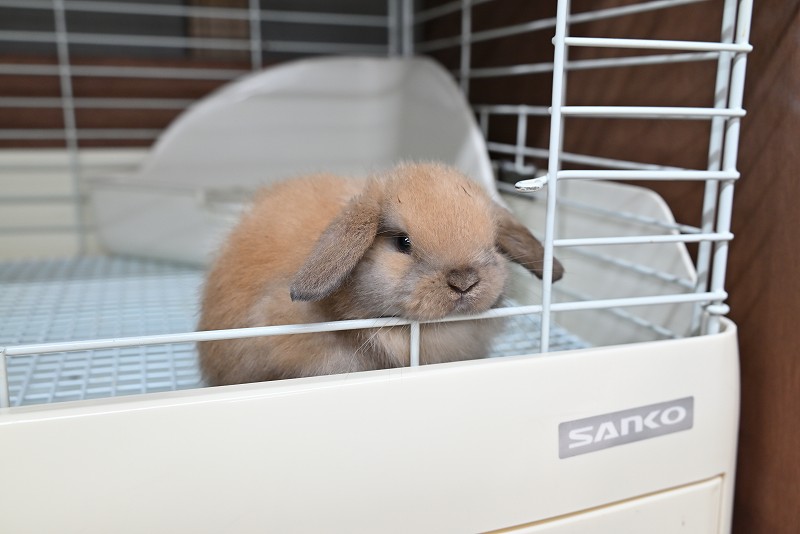 ホーランドロップ No.1370