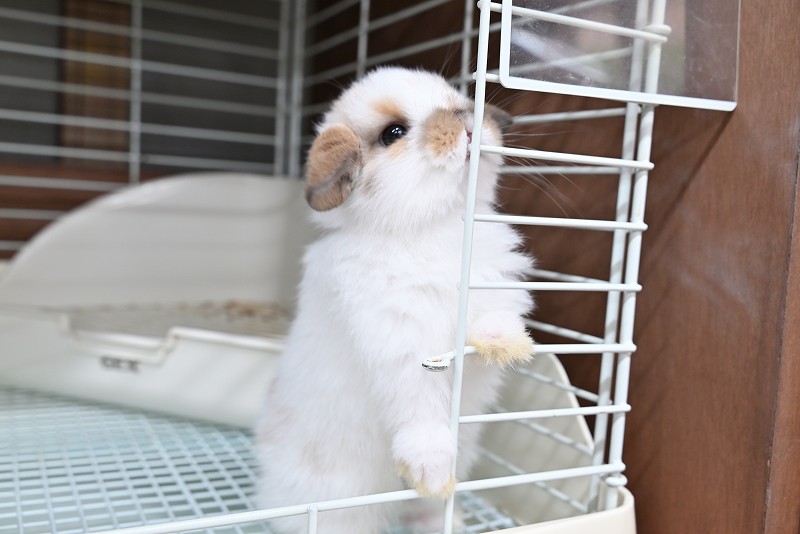 ホーランドロップ No.1371