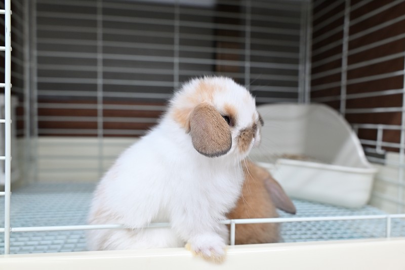 ホーランドロップ No.1371