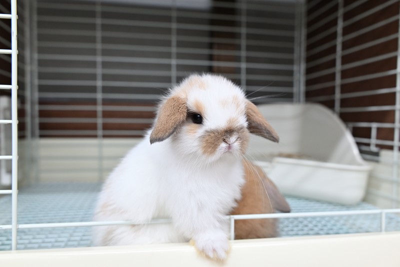 ホーランドロップ No.1371