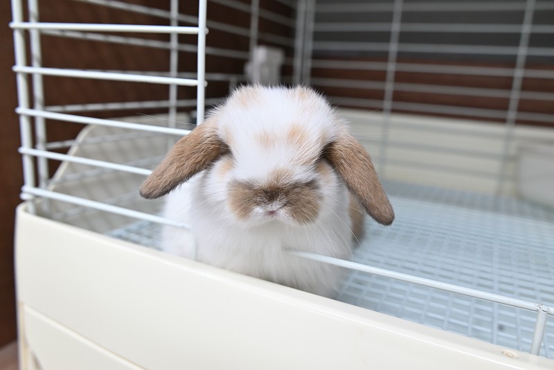 ホーランドロップ No.1371