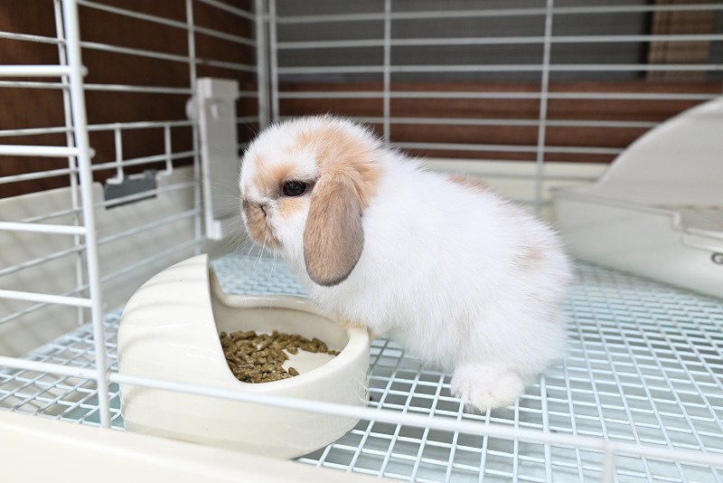 ホーランドロップ No.1371