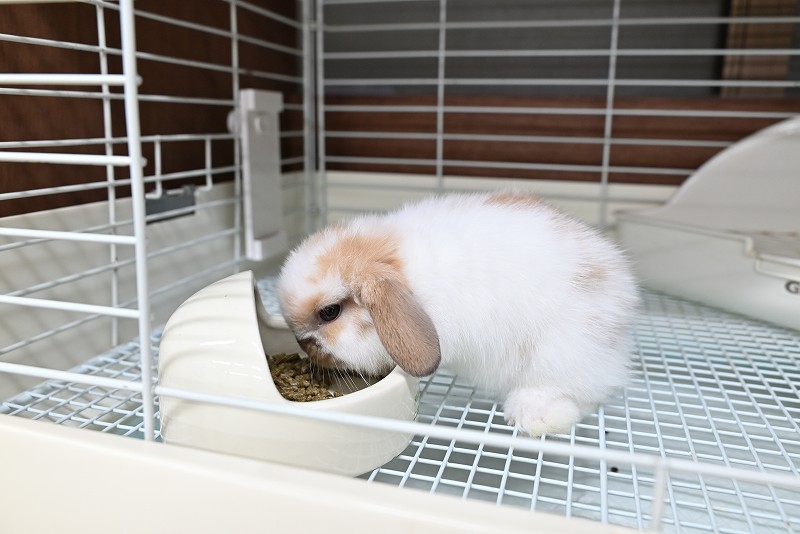 ホーランドロップ No.1371