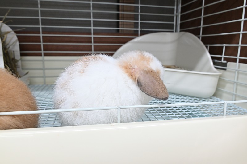 ホーランドロップ No.1371