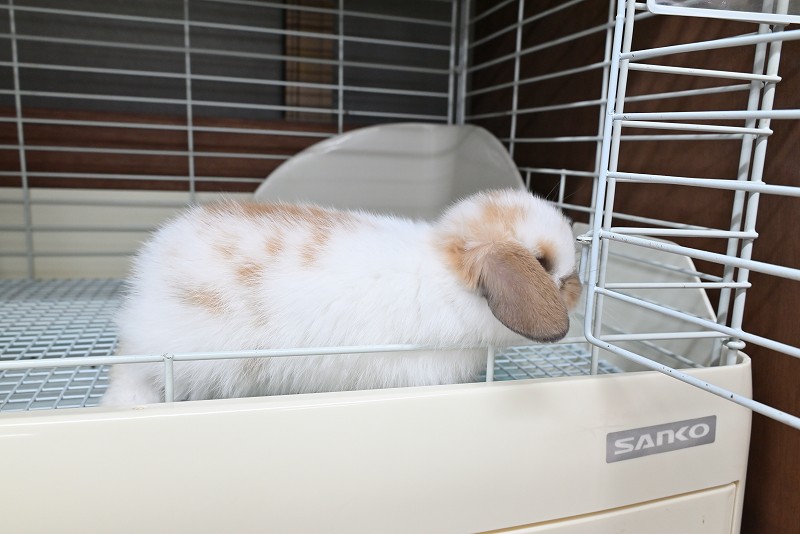 ホーランドロップ No.1371