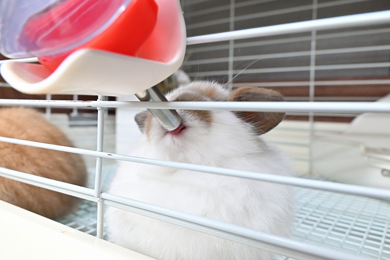 ホーランドロップ No.1371