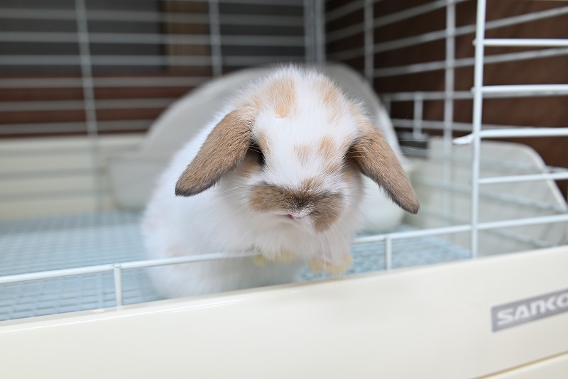 ホーランドロップ No.1371