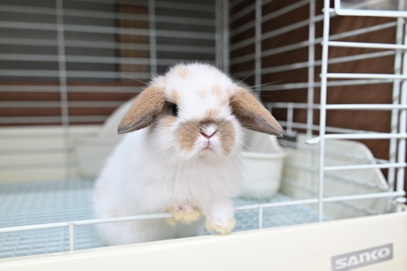 ホーランドロップ No.1371