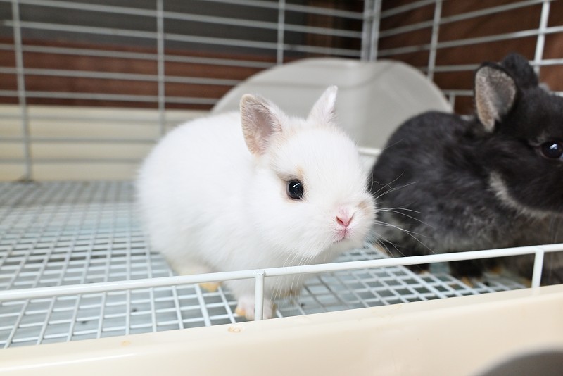 ネザーランドドワーフ No.1372