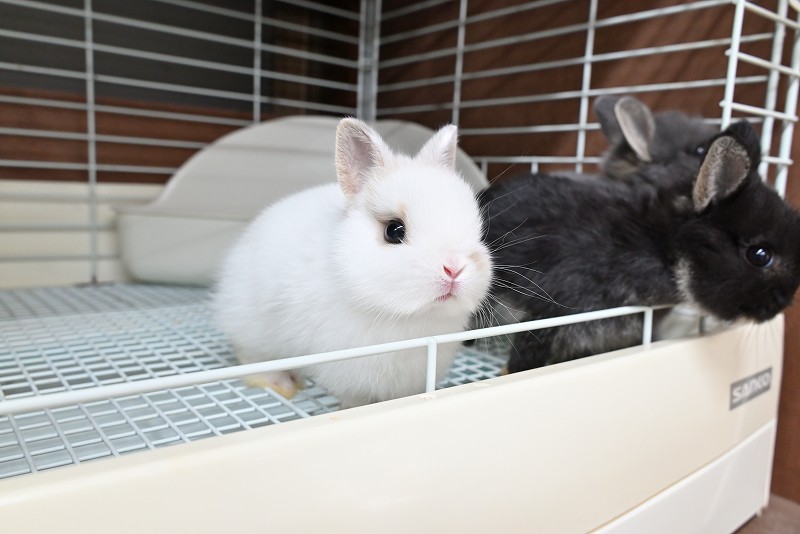 ネザーランドドワーフ No.1372