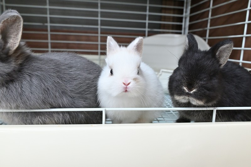 ネザーランドドワーフ No.1372