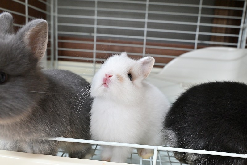 ネザーランドドワーフ No.1372