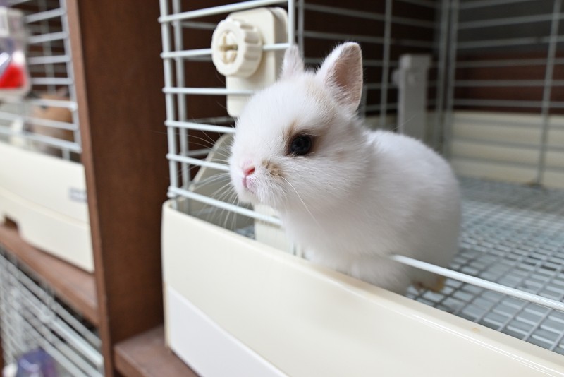 ネザーランドドワーフ No.1372