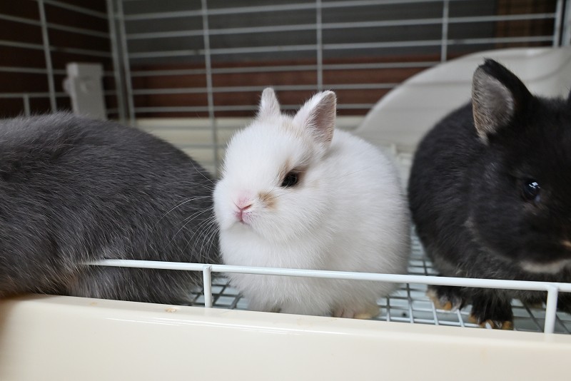 ネザーランドドワーフ No.1372