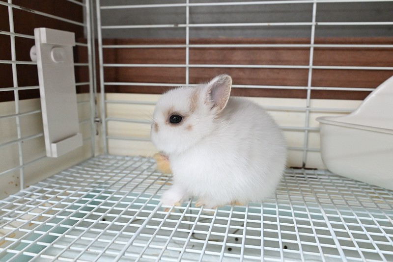 ネザーランドドワーフ No.1372