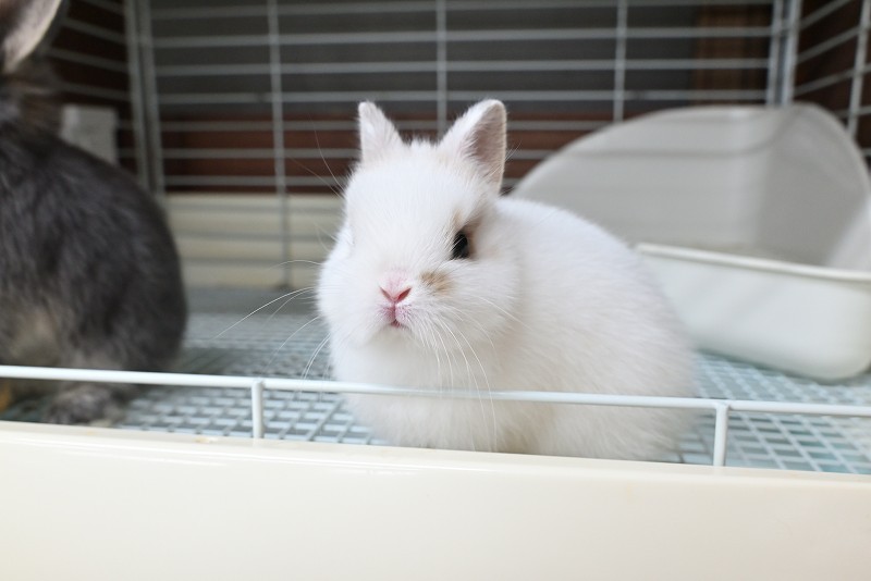 ネザーランドドワーフ No.1372