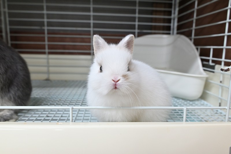 ネザーランドドワーフ No.1372